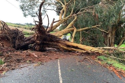 Victorians count the cost after violent storm sends trees crashing through  homes - ABC News