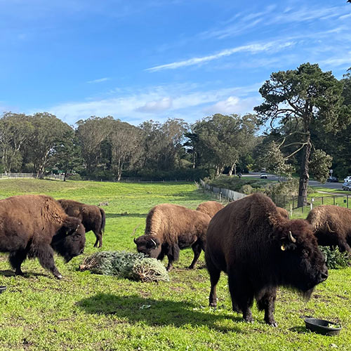 San Francisco Registration