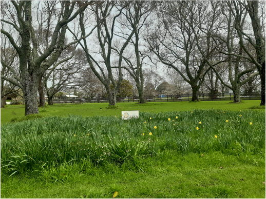 Daffodils waiting to bloom in a local park surround the Rotary emblem