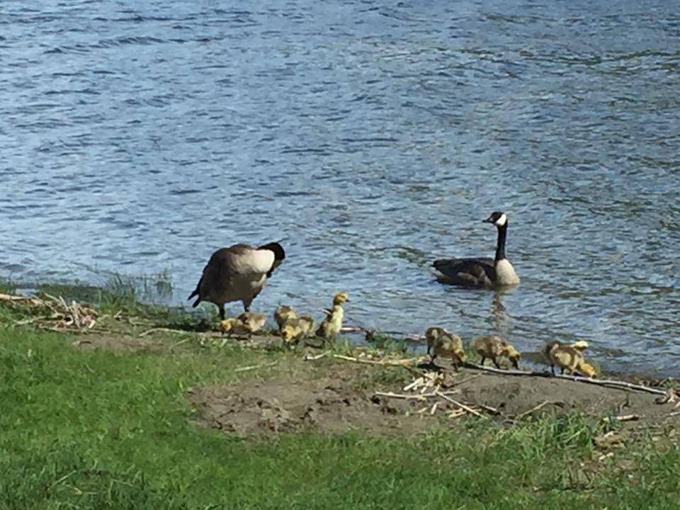 Stories Kamloops Grasslands Probus Club