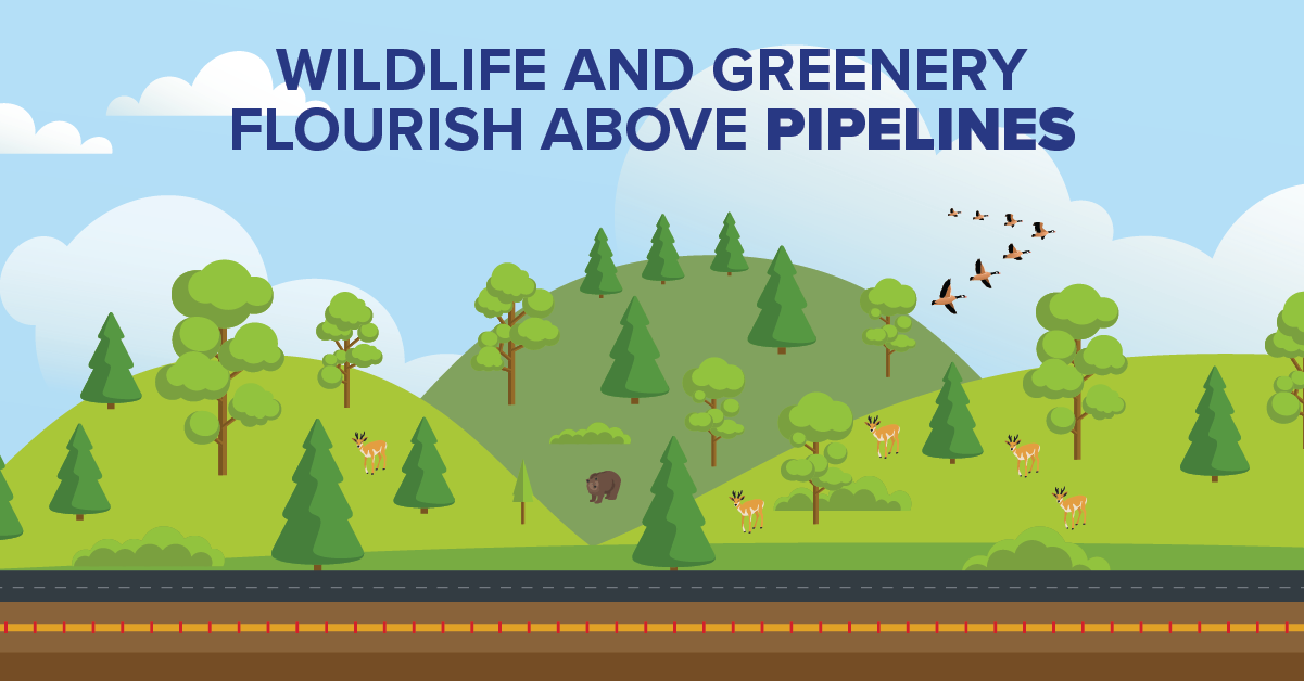 Wildlife and Greenery Flourish Above Pipelines
