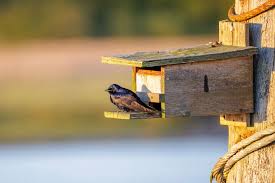 Purple Martins Rely on Human 'Landlords ...